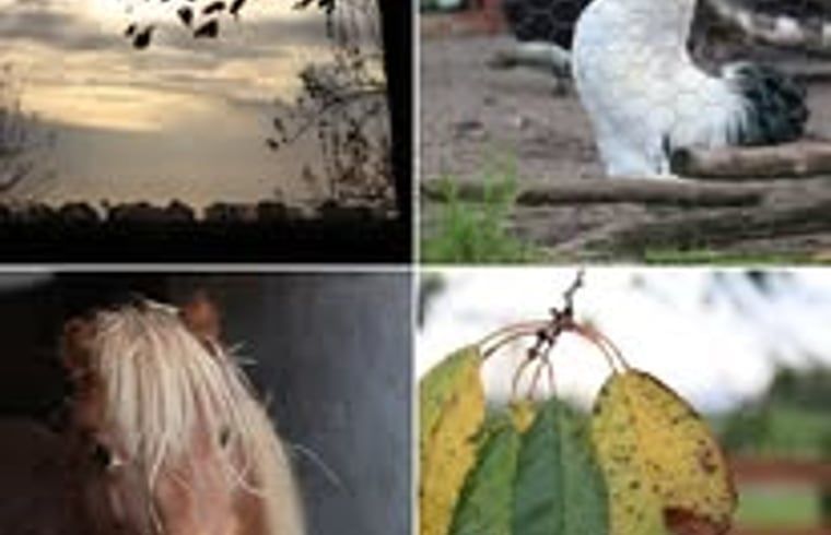 Unterkunft 353601 - Ferienhaus Zuidoost Groningen - Vakantiehuisje in Vledderveen