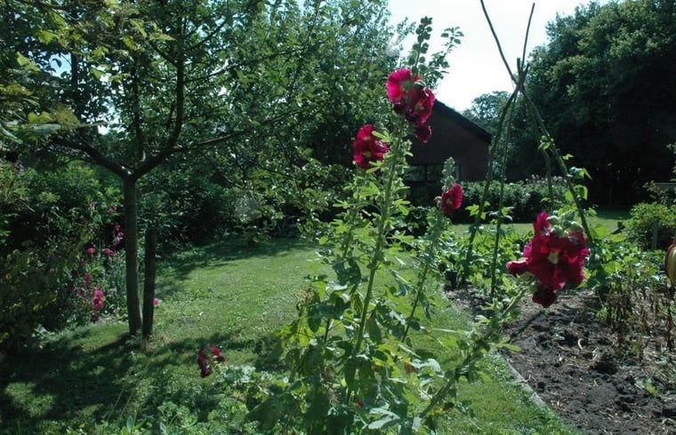 Huisje in Zevenhuizen, groene tuin met bloemen rondom vakantiehuis in Zuidwest Groningen, Groningen.