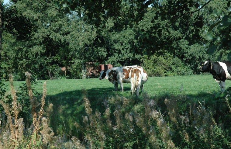 Huisje in Zevenhuizen, grazende koeien in groene omgeving van Zuidwest Groningen, Groningen.