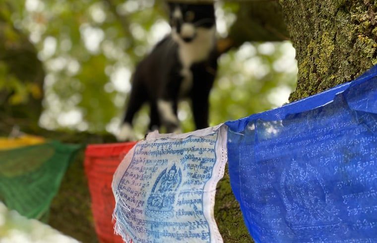 Guest house 371503 - Holiday property Midden Limburg - Vakantiehuis in Koningsbosch