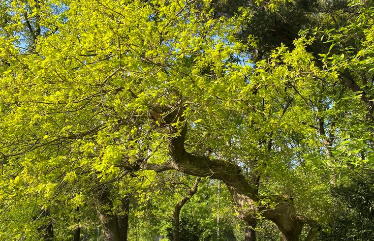 Guest house 371503 - Holiday property Midden Limburg - Vakantiehuis in Koningsbosch