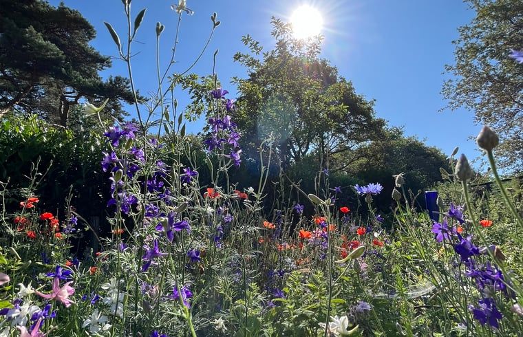 Guest house 371503 - Holiday property Midden Limburg - Vakantiehuis in Koningsbosch