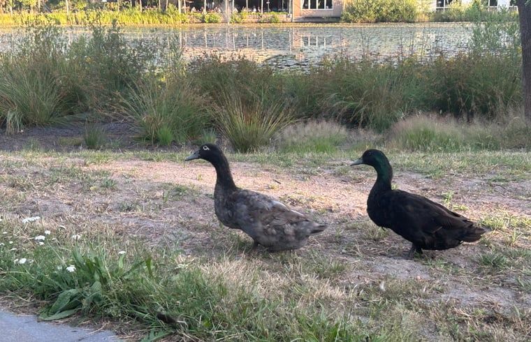 Guest house 372622 - Holiday property Midden Limburg - Vakantiehuis in Stramproy