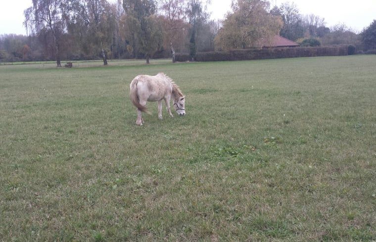 Pferde grasen auf der Weide des Ferienhauses in Susteren, Limburg, in einer perfekten laendlichen Umgebung.