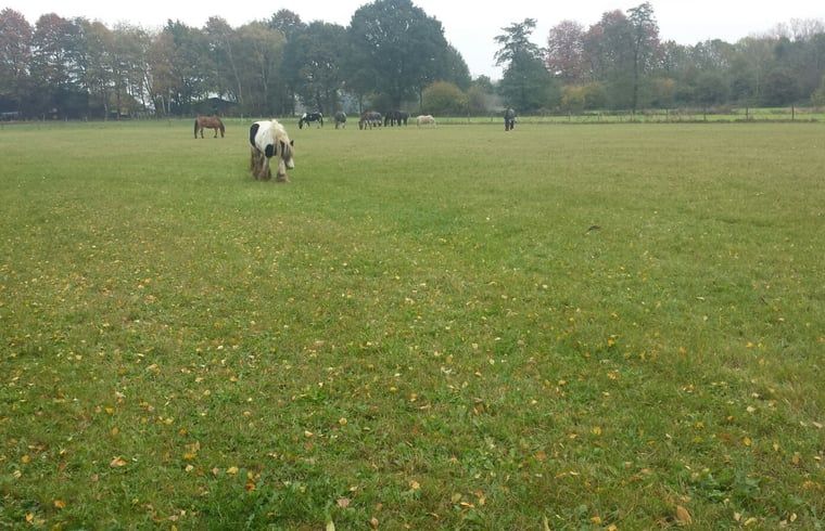 Weitlaeufige Wiese mit Pferden in der Naehe des Ferienhauses in Susteren, Limburg.