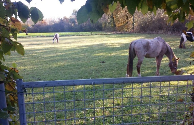Laendliche Aussicht im Ferienhaus in Susteren, Limburg, ideal fuer Naturliebhaber.