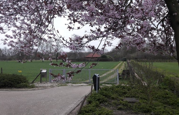 Fruehlingsbluete am Eingangstor des Ferienhauses in Susteren, Limburg, ein malerischer Empfang.