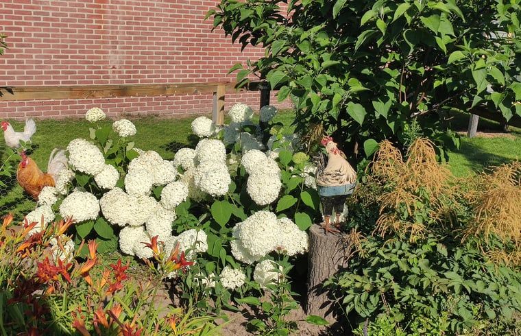 Garten im Ferienhaus in Kelpen-Oler, einem Ferienhaus in Mittellimburg, mit bluehenden Hortensien und rustikalem Charme.