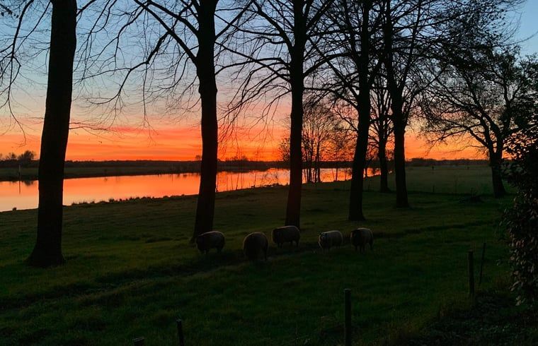 Atemberaubender Sonnenuntergang am Ferienhaus in Geijsteren, Nord-Limburg, mit grasenden Schafen.