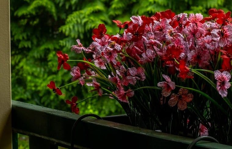 Unterkunft 382611 - Ferienhaus Noord Limburg - Vakantiehuisje in Blitterswijck