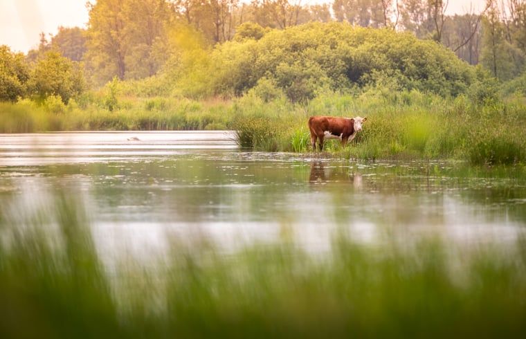 Unterkunft 382611 - Ferienhaus Noord Limburg - Vakantiehuisje in Blitterswijck