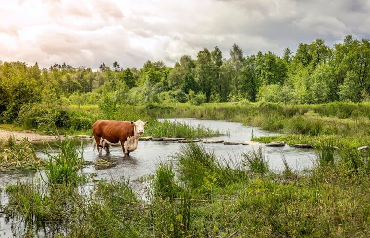 Unterkunft 382611 - Ferienhaus Noord Limburg - Vakantiehuisje in Blitterswijck