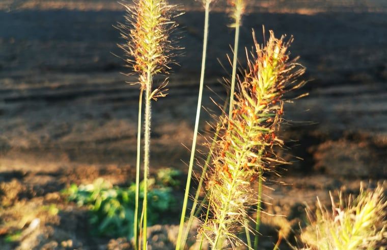 Menue mit lokalen Koestlichkeiten im Ferienhaus in Amerika, Nord-Limburg.