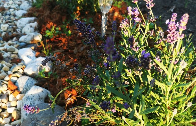 Stilvolle Ecke mit Blumen und Pflanzen in einem Ferienhaus in Amerika, Limburg.