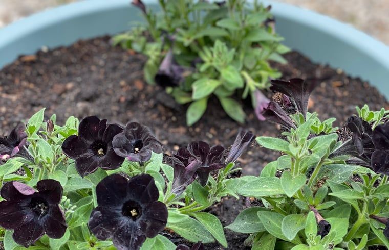 Blumen im Garten von Cottage in Heijen, Ferienhaus in Nord-Limburg.