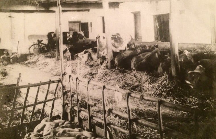 Unterkunft 384106 - Ferienhaus Noord Limburg - Huisje in Grubbenvorst