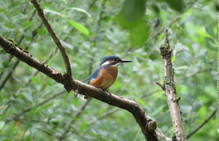 Unterkunft 384106 - Ferienhaus Noord Limburg - Huisje in Grubbenvorst