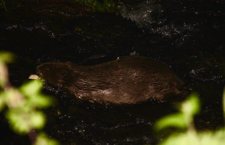 Unterkunft 384106 - Ferienhaus Noord Limburg - Huisje in Grubbenvorst