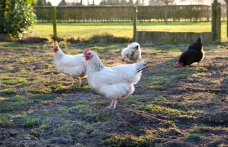 Unterkunft 384210 - Ferienhaus Noord Limburg - Huisje in Siebengewald