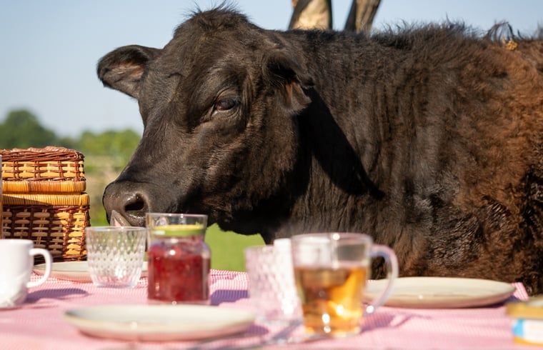 Picknick mit Kuehen im Ferienhaus in Baexem, Nord-Limburg, Ferienhaus.