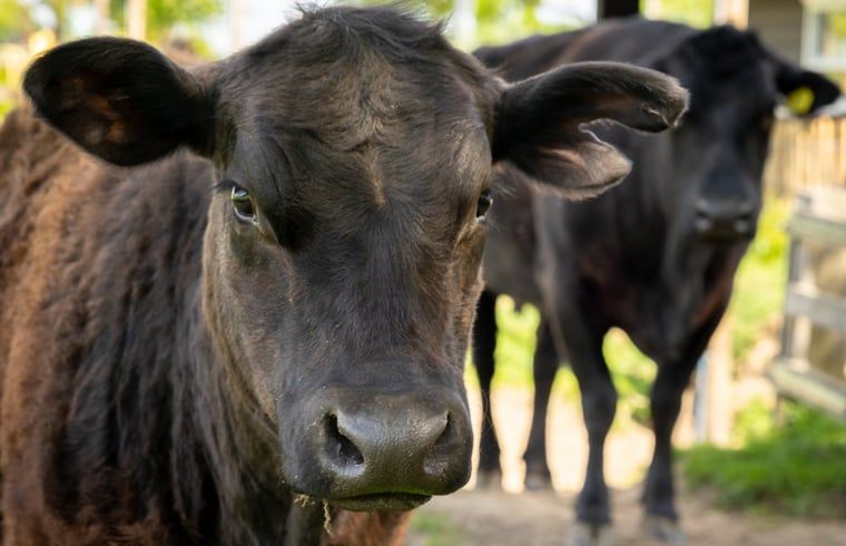 Kuehe im Garten des Ferienhauses in Baexem, Nord-Limburg, Ferienhaus.