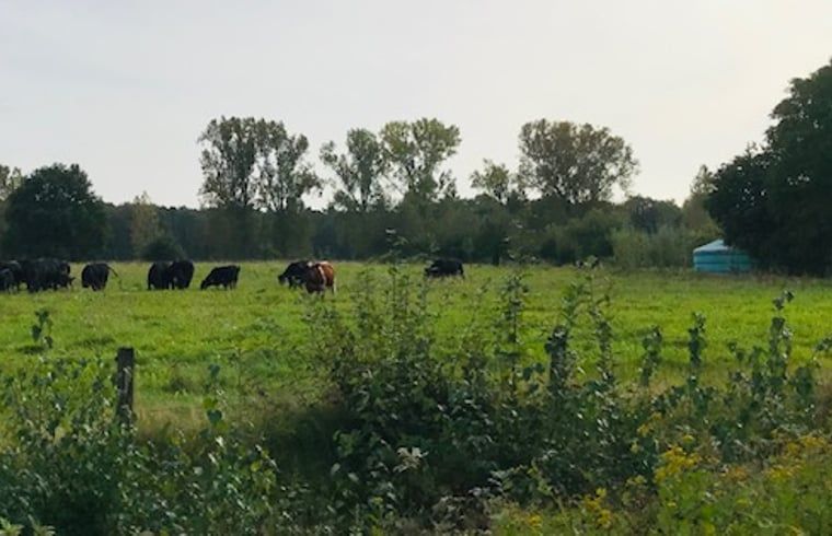 Unterkunft 385613 - Ferienhaus Noord Limburg - Vakantiehuis in Baexem