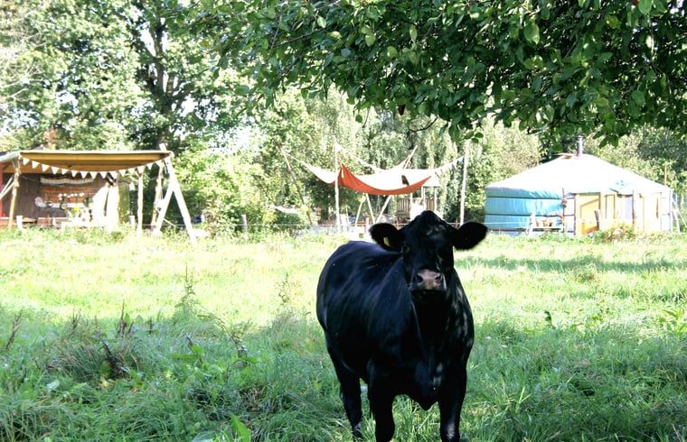 Unterkunft 385613 - Ferienhaus Noord Limburg - Vakantiehuis in Baexem