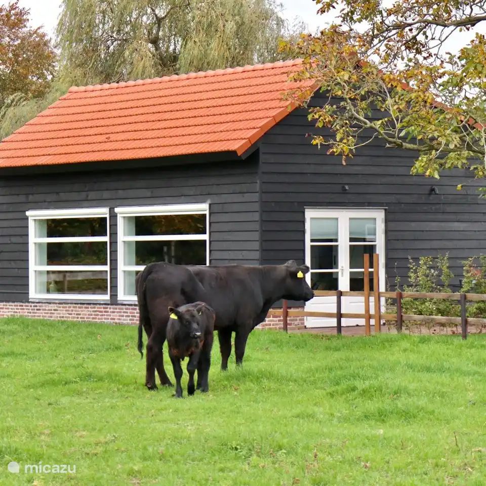 Guest house 385614 - Holiday property Noord Limburg - Huisje Met de kippen Op Stok/Sierkip