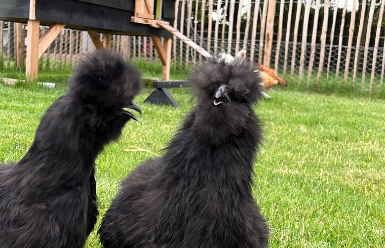 Schattige kippen bij Vakantiehuisje in Heythuysen, Noord Limburg, Limburg.