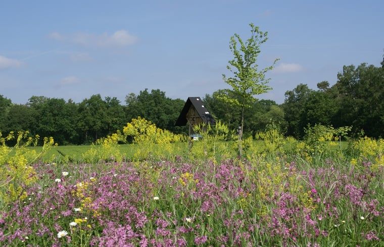 Bloemenveld bij Vakantiehuisje in Grashoek, Noord Limburg. Kleurrijke bloemen in de omgeving van het vakantiehuis.