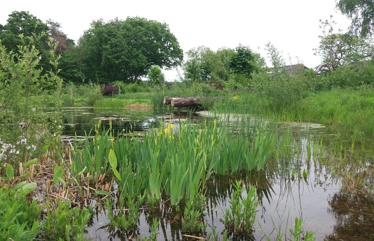 Vijver in de tuin van Vakantiehuisje in Grashoek, Noord Limburg. Rustgevende vijver omringd door groen.