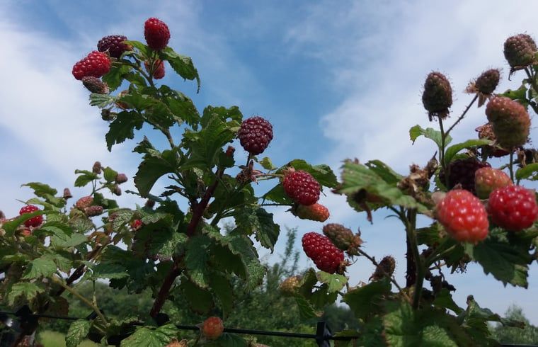 Frambozen in de tuin van Vakantiehuisje in Grashoek, Noord Limburg. Rijpe frambozen in de natuurlijke omgeving.