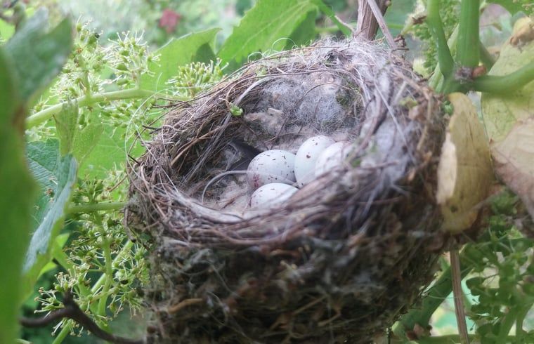 Vogelnestje in de tuin van Vakantiehuisje in Grashoek, Noord Limburg. Natuurlijke habitat voor vogels rondom het vakantiehuis.