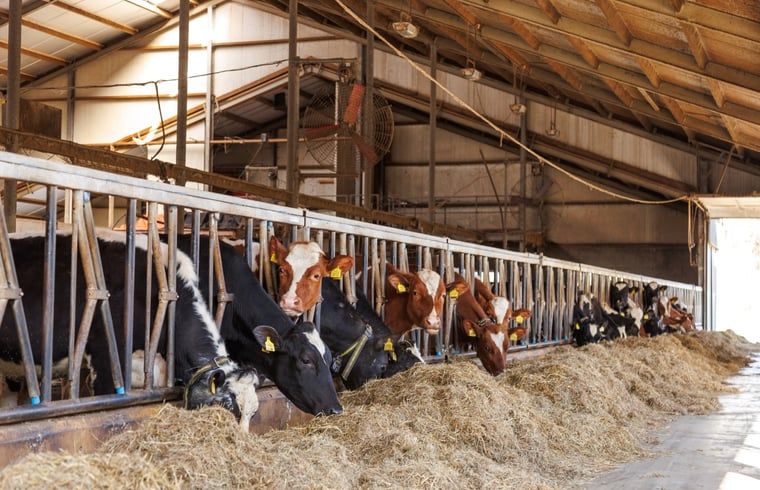 Guest house 386902 - Holiday property Noord Limburg - Vakantiehuis in Broekhuizen LB