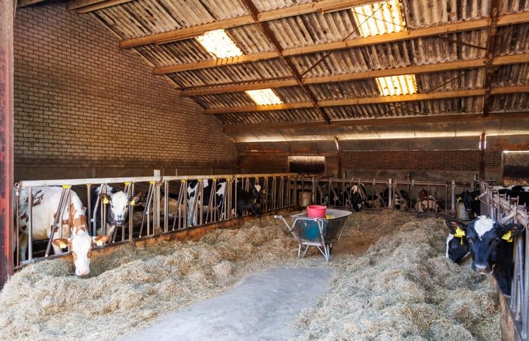 Guest house 386902 - Holiday property Noord Limburg - Vakantiehuis in Broekhuizen LB