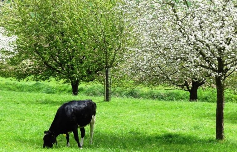 Verblijf 390503 - Vakantiewoning Zuid Limburg - Vakantiehuis in Mechelen