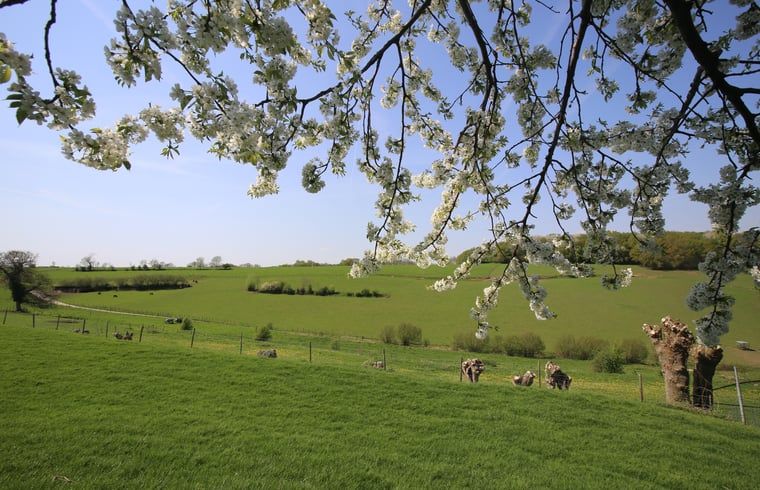 Groene velden omgeven Vakantiehuisje in Schin op Geul, Zuid Limburg, Limburg.