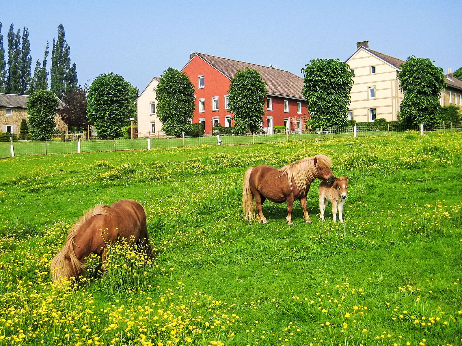 Guest house 390914 - Holiday property Zuid Limburg - Vakantiehuis Bungalowpark Landsrade
