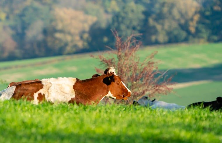 Verblijf 390920 - Vakantiewoning Zuid Limburg - Vakantiehuis in Gulpen