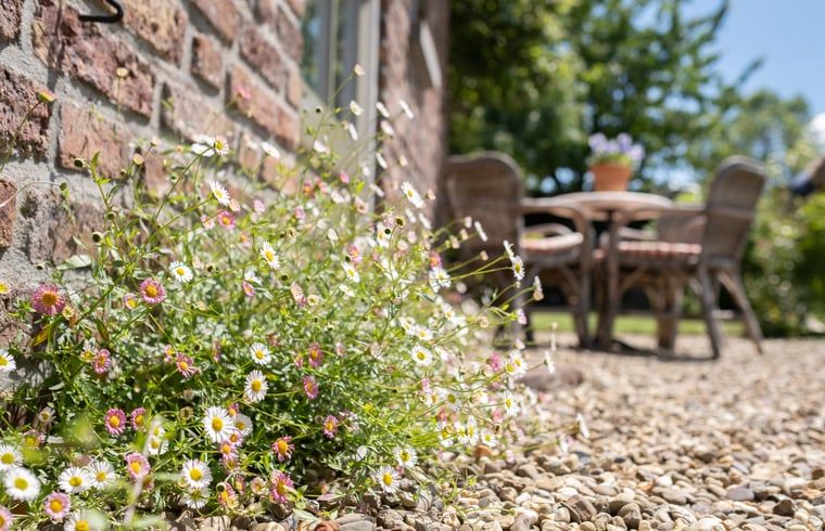 Bloemen langs pad bij Huisje in Slenaken vakantiehuis in Zuid Limburg.