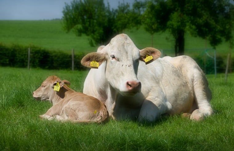 Unterkunft 391629 - Ferienhaus Zuid Limburg - Vakantiehuis in Epen