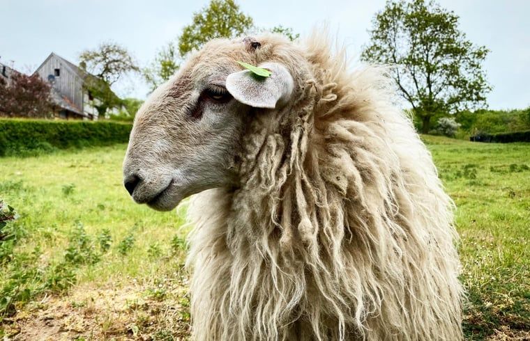 Cute sheep in the meadow at cottage in Vijlen, South Limburg, for a rural vacation experience.