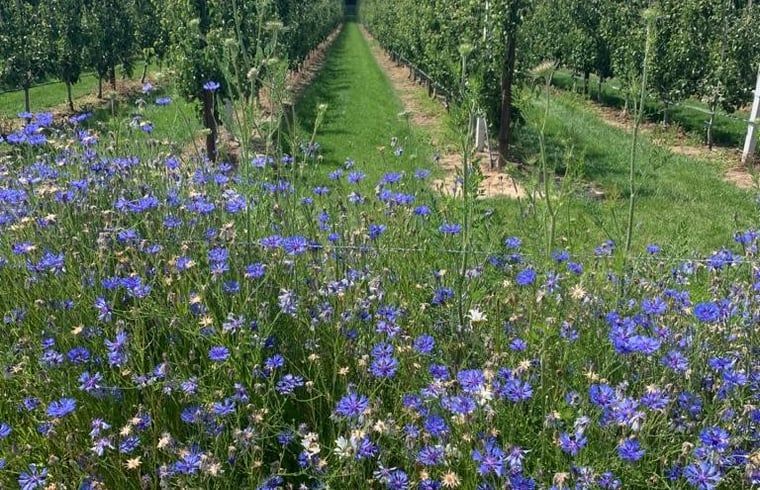 Bloemenweelde in de omgeving van vakantiehuis Sint Geertruid, Limburg.
