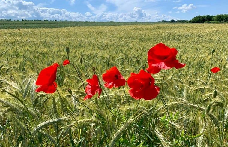 Rode klaprozen in de velden nabij vakantiehuis Sint Geertruid, Zuid Limburg.