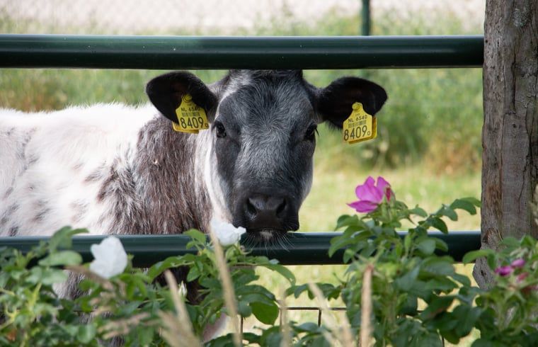 Unterkunft 401002 - Ferienhaus De Peel - Huisje in Gassel