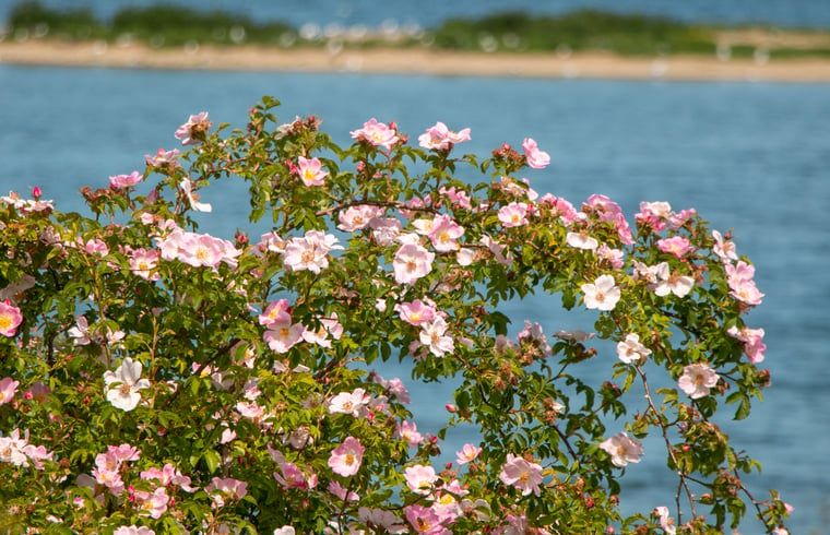 Unterkunft 401002 - Ferienhaus De Peel - Huisje in Gassel