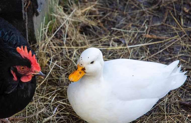 Einheimische Tiere im Ferienhaus in Deurne, De Peel, Nordbrabant.