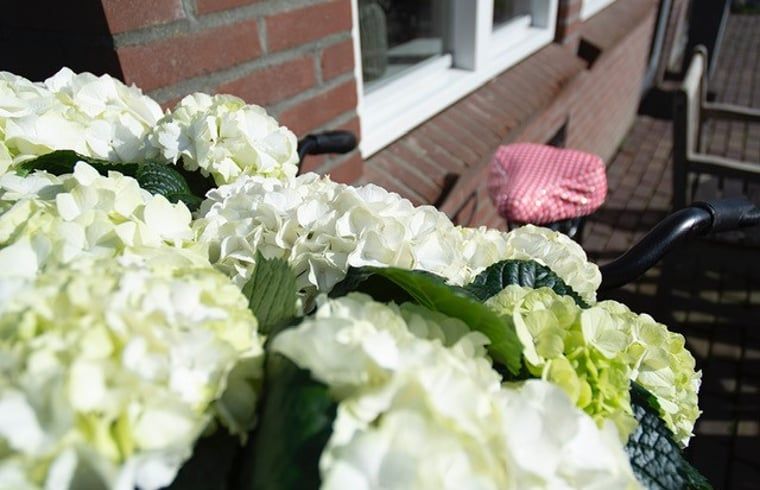 Bluehende Hortensien am Ferienhaus in Deurne, De Peel, Nordbrabant.