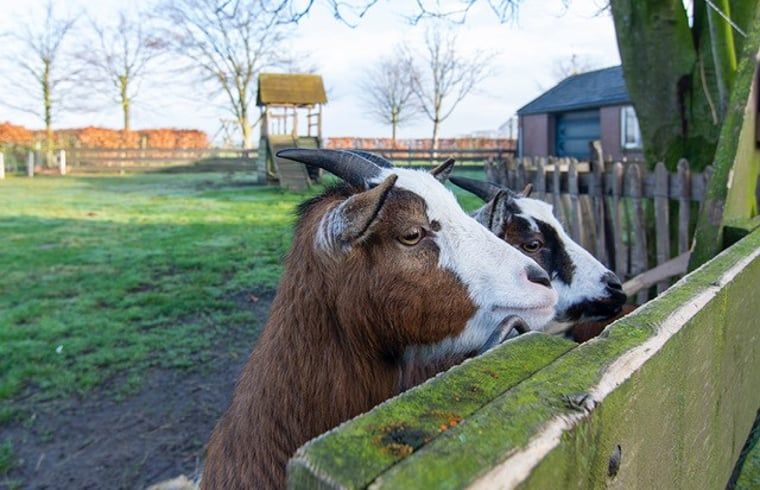 Verspielte Ziegen in der Naehe des Ferienhauses in Deurne, De Peel, Nordbrabant.