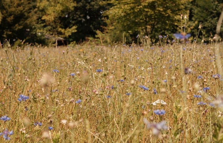 Unterkunft 410519 - Ferienhaus Kempen - Huisje in Bergeijk